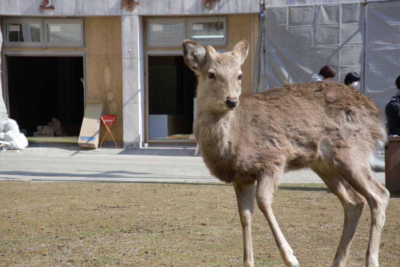 Mountain Home Lodge In Deer Park Nara Ngoại thất bức ảnh